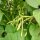 Fagiolo nano giallo Orinoco (Phaseolus vulgaris) semi