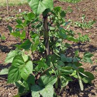 Fagiolo rampicante A Cosse Violette (Phaseolus vulgaris) semi