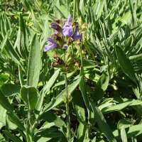 Salvia Spagnola (Salvia lavandulifolia) semi