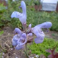 Salvia Spagnola (Salvia lavandulifolia) semi