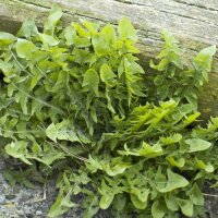 Taràssaco / cicoria selvatica (Taraxacum officinale) semi