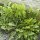 Taràssaco / cicoria selvatica (Taraxacum officinale) semi