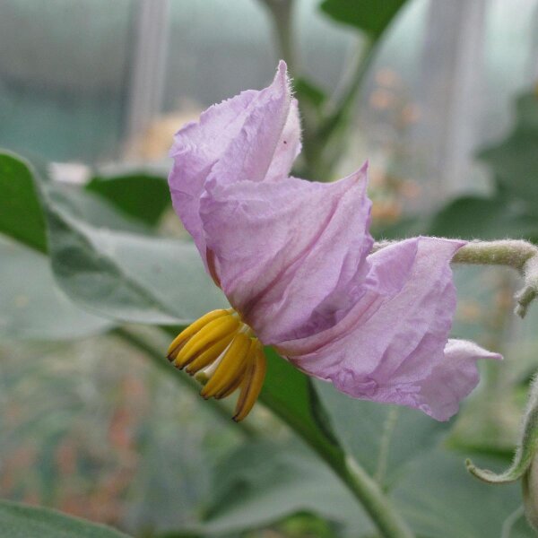 Organic Aubergine Rotonda Bianca Sfumata Di Rosa - Premier Seeds Direct
