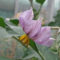 Melanzane striate Rotonda bianca sfumata di rosa (Solanum...