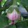 Melanzane striate Rotonda bianca sfumata di rosa (Solanum melongena) semi