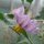 Melanzane striate Rotonda bianca sfumata di rosa (Solanum melongena) semi