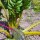 Bietola gialla Bright Yellow (Beta vulgaris subsp. vulgaris) semi