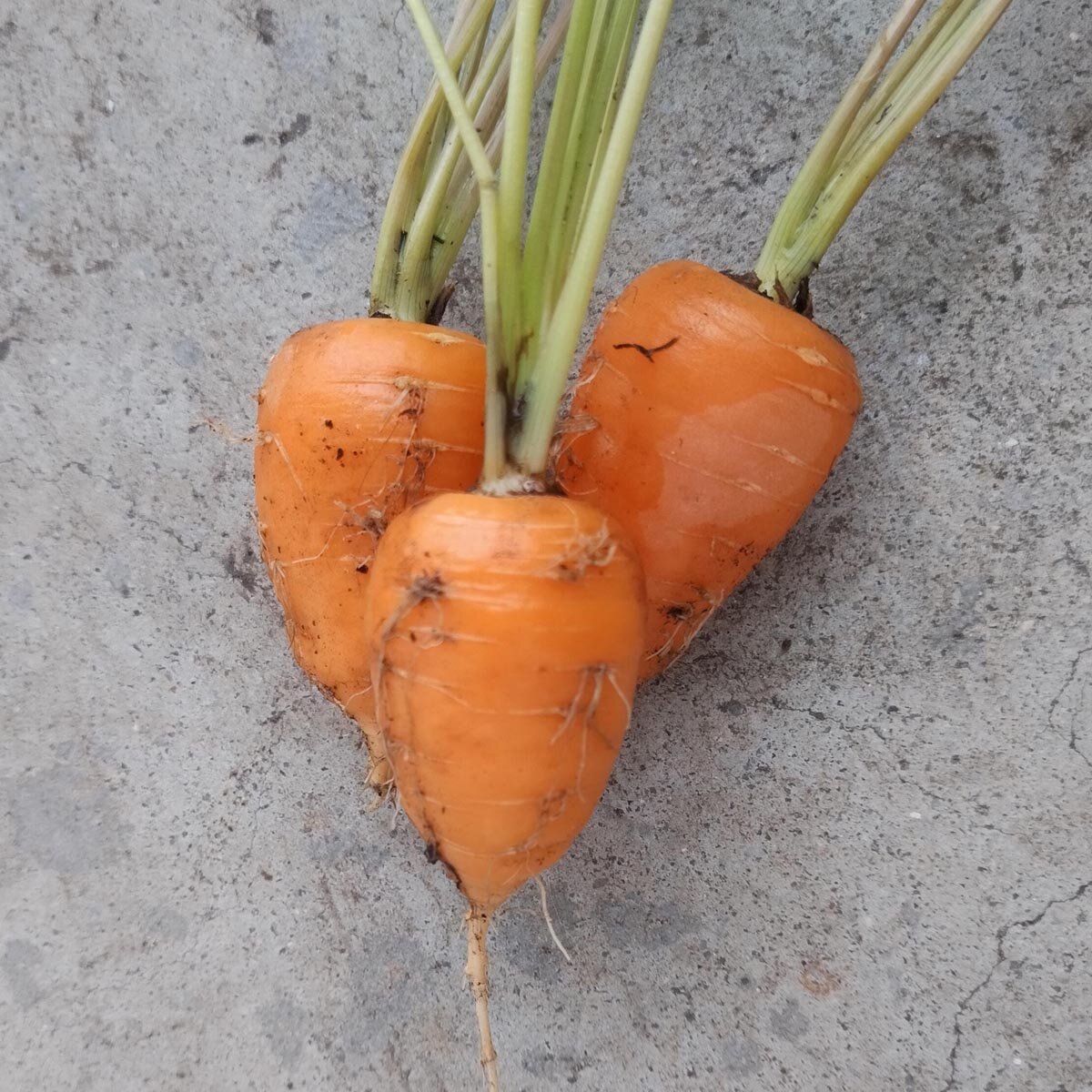 500 graines à semer - Le Grenier d'Abondance - CAROTTE Jaune du Doubs - Daucus Carota