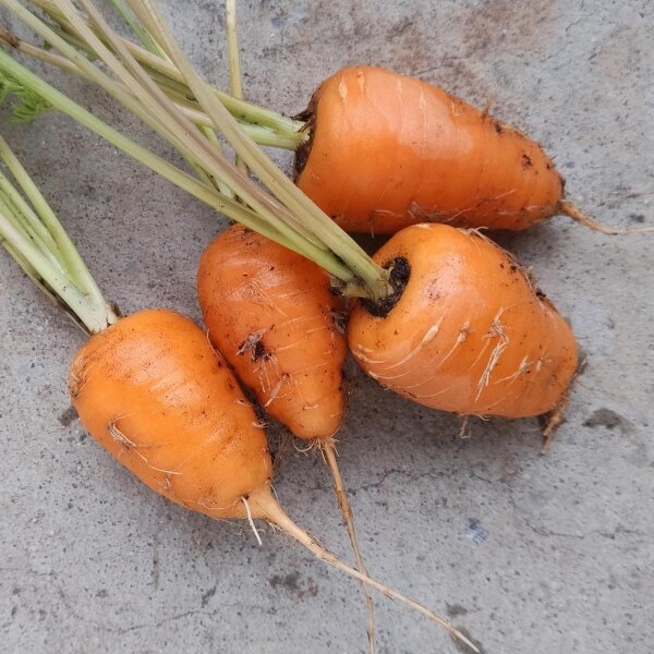 Carota Chantenay (Daucus carota) semi