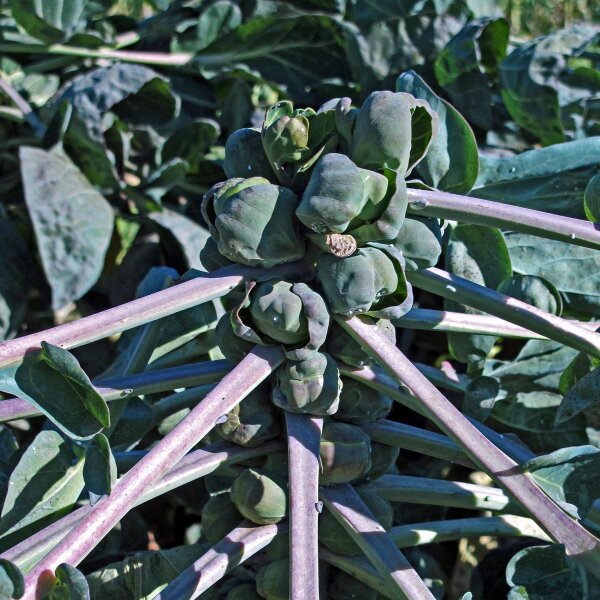 Cavoletti di Bruxelles Red Ball (Brassica oleracea var.gemmifera) semi