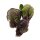 Cavoletti di Bruxelles Red Ball (Brassica oleracea var.gemmifera) semi