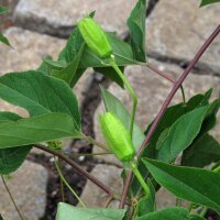 Maracujá (Passiflora edulis) semi