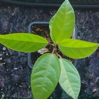 Maracujá (Passiflora edulis) semi