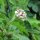 Maracujá (Passiflora edulis) semi