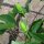 Maracujá (Passiflora edulis) semi