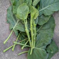 Broccolo cinese Kai-Lan (Brassica oleracea var....