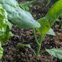 Broccolo cinese Kai-Lan (Brassica oleracea var. alboglabra) semi