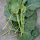 Broccolo cinese Kai-Lan (Brassica oleracea var. alboglabra) semi