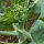 Broccolo cinese Kai-Lan (Brassica oleracea var. alboglabra) semi