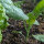 Broccolo cinese Kai-Lan (Brassica oleracea var. alboglabra) semi