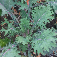 Cavolo riccio Red Russian Kale (Brassica napus var. pabularia) semi
