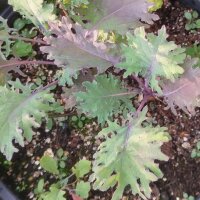 Cavolo riccio Red Russian Kale (Brassica napus var. pabularia) semi