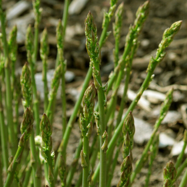 Asparago verde "Mary Washington" (Asparagus officinalis) semi