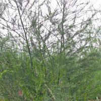 Asparago verde "Mary Washington" (Asparagus officinalis) semi