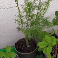 Asparago verde "Mary Washington" (Asparagus officinalis) semi