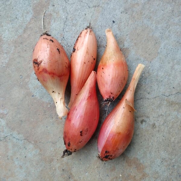 Scalogno Zebrune (Allium ascalonicum) semi