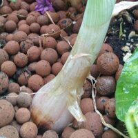 Scalogno Zebrune (Allium ascalonicum) semi