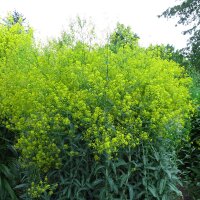 Guado (Isatis tinctoria) semi