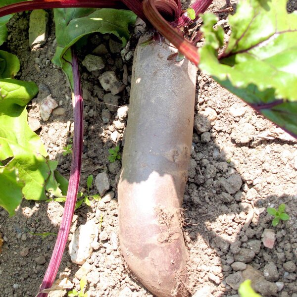 Bietola rossa Cylindra (Beta vulgaris) semi