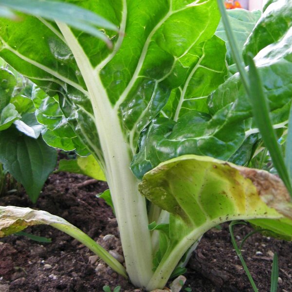 Bietola da coste Fordhook Giant (Beta vulgaris) semi
