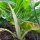 Bietola da coste Fordhook Giant (Beta vulgaris) semi