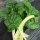 Bietola da coste Fordhook Giant (Beta vulgaris) semi