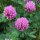 Trifoglio rosso (Trifolium pratense) semi
