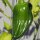 Peperoncino Habanero (Capsicum chinense) biologico semi