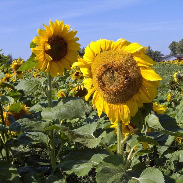 Girasole (Helianthus annuus)