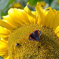 Girasole (Helianthus annuus)