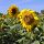 Girasole (Helianthus annuus)