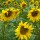 Girasole (Helianthus annuus)