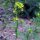 Senape bianca (Sinapsis alba) semi