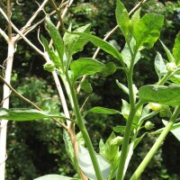 Belladonna Indiana (Atropa acuminata) semi