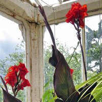 Canna dIndia (Canna indica) semi