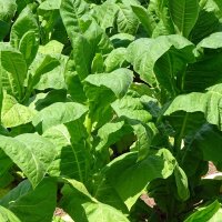 Tabacco Havana (Nicotiana tabacum) semi