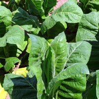 Tabacco Perique (Nicotiana tabacum) semi