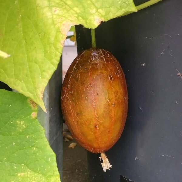 Cetriolo 'Marketmore' (Cucumis sativus) biologico semi