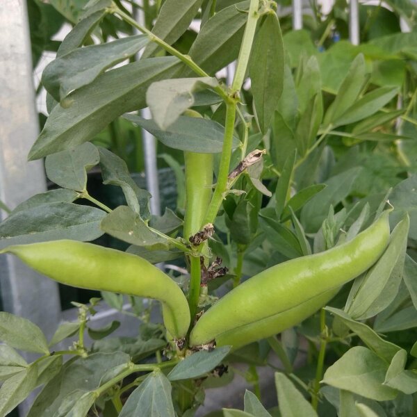 Fava extra precoce a grano violetto (Vicia faba) semi