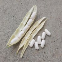 Fagiolo Nano Cannellino (Phaseolus vulgaris) semi